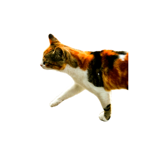 A Calico Cat Taking A Stroll On A Sunlit Pavement, Showcasing Its Vibrant Colors. 12472 - Cat PNG image with transparent background